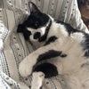 Photo 4: My cat Clem