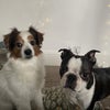 Photo 9: Pluto (left), Bunny (right)