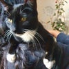 Photo 5: Dont mind living with cats (my own passed away in 2021🥺)