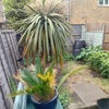 Photo 9: Back garden