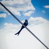 Photograph of Sora