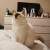 Photo 2: My cat 