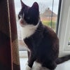Photo 7: Cat