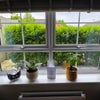 Photo 9: Living room and kitchen are both shared - come have a look