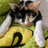 Photo 3: LuLu (the cat)