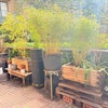 Photo 9: Spacious balcony garden