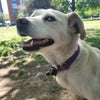 Photo 5: Poly the Dog