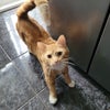 Photo 6: Mr Ginger Nuts the Cat