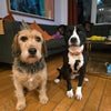 Photo 7: Pepper and Neo