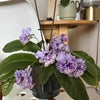 Photo 6: my fav plant