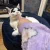 Photo 4: Splodge