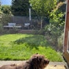 Photo 8: Doggy