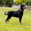 Photo 5: Our friendly family dog Khanage