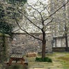 Photo 9: communal garden