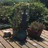 Photo 6: Garden