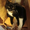 Photo 9: My cat (true Master of this property): Mao