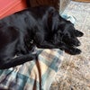 Photo 9: This is Shuna