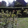 Photo 8: The front garden