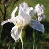 Photograph of Sira