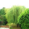 Photo 6: Communal Garden