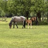 Photo 9: Ponies and their foals wander freely in the village and sometimes come into the car park at the fron
