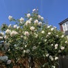 Photo 8: Garden and roses!