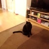 Photo 5: cat1