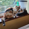 Photo 7: cat3