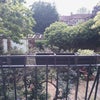 Photo 4: garden