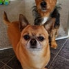 Photo 7: My pooches