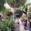 Photo 9: My balcony last year