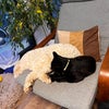Photo 5: Our Pets