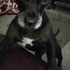 Photo 9: Friendly pooch who lives downstairs 