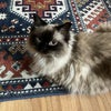 Photo 9: Our cat Tallulah 