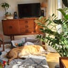 Photo 6: Milo a sleep in the sun