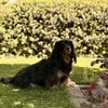 Photo 8: Celeste looking majestic in the front garden