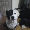 Photo 2: Dog 1