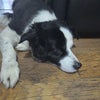 Photo 3: Dog2