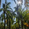 Photograph of MANSHI