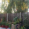 Photo 2: Garden