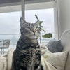 Photo 2: George (my cat)
