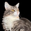 Photo 2: This is Mr. Wimby, an extremely friendly cat