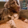 Photo 3: This is Juliet, a 6 year old Australian Shepherd