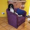Photo 5: dogchair in kitchen