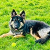 Photo 9: The gsd