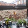 Photo 5: Outdoor yard