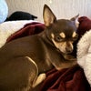 Photo 4: Bella (the nice one) 