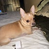 Photo 5: Dobby (the menace)