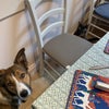 Photo 6: Resident very good boy 