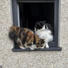 Photo 6: The cats! 